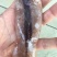 广西北部湾深海鱿鱼