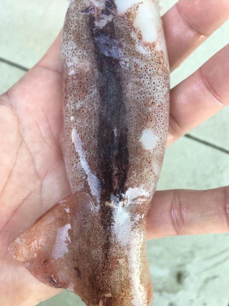 广西北部湾深海鱿鱼