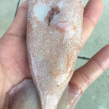 广西北部湾深海鱿鱼