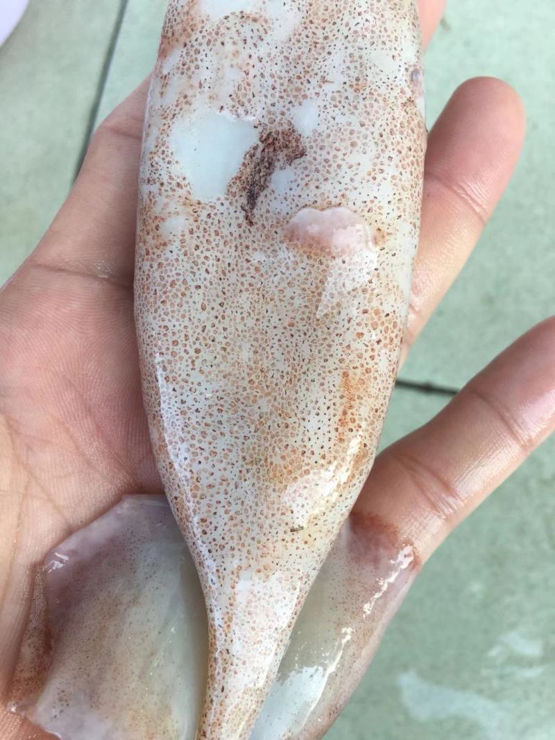 广西北部湾深海鱿鱼