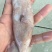 广西北部湾深海鱿鱼