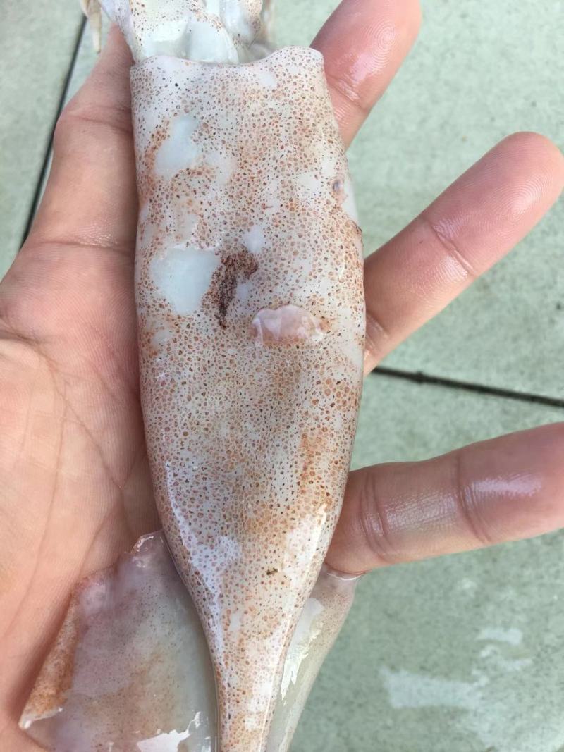 广西北部湾深海鱿鱼