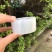 嫁接膜嫁接绷带自粘型无需打结嫁接膜蔬菜绷带果树绑带缠绕膜