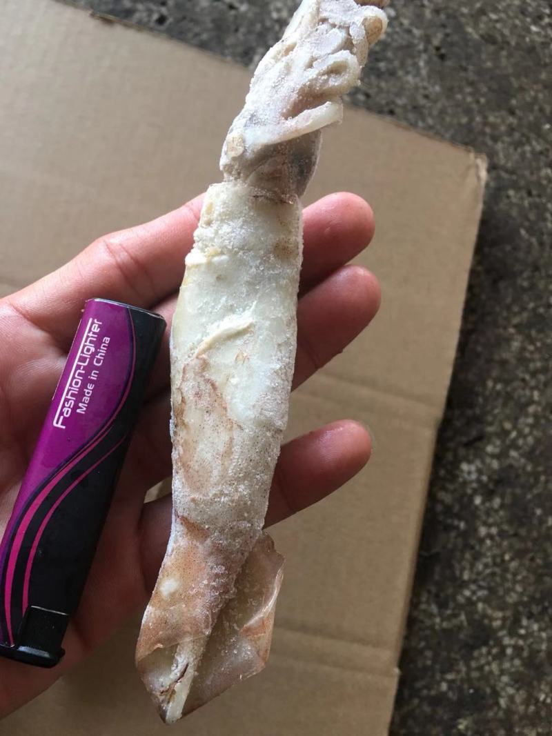 广西北部湾深海鱿鱼