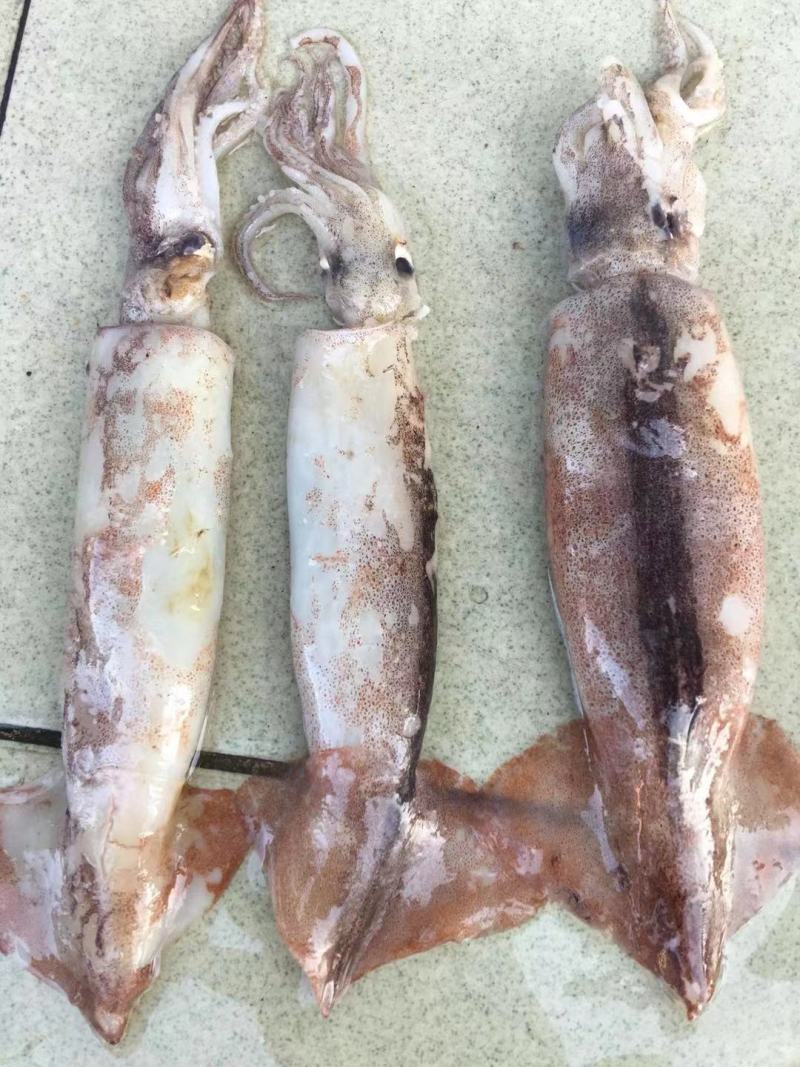 广西北部湾深海鱿鱼