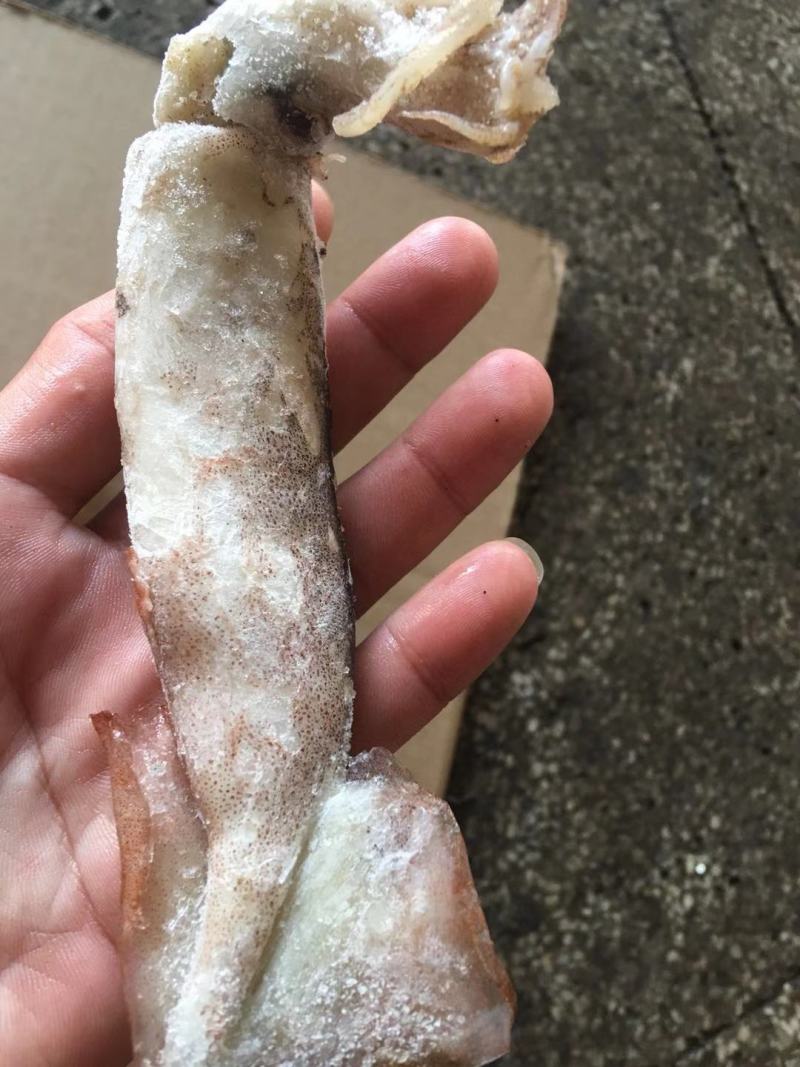 广西北部湾深海鱿鱼