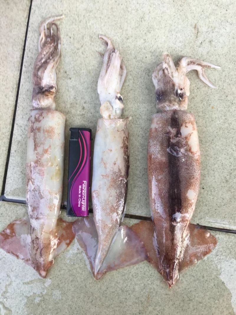 广西北部湾深海鱿鱼