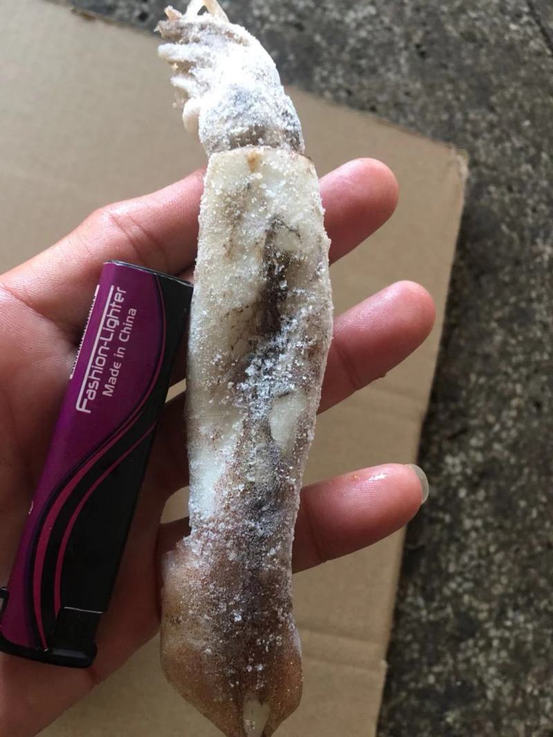 广西北部湾深海鱿鱼