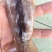 广西北部湾深海鱿鱼