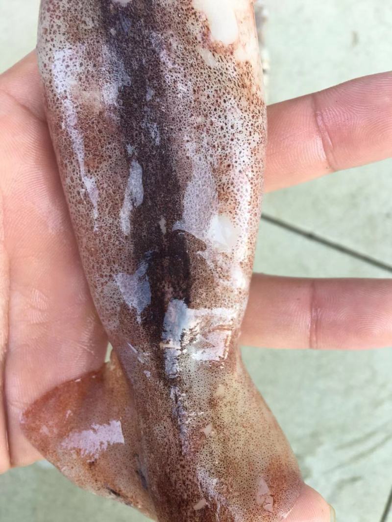 广西北部湾深海鱿鱼