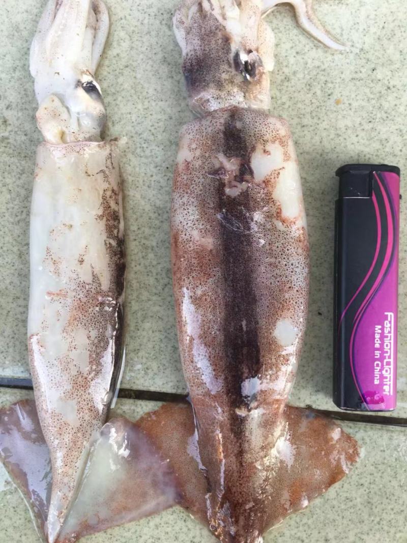 广西北部湾深海鱿鱼