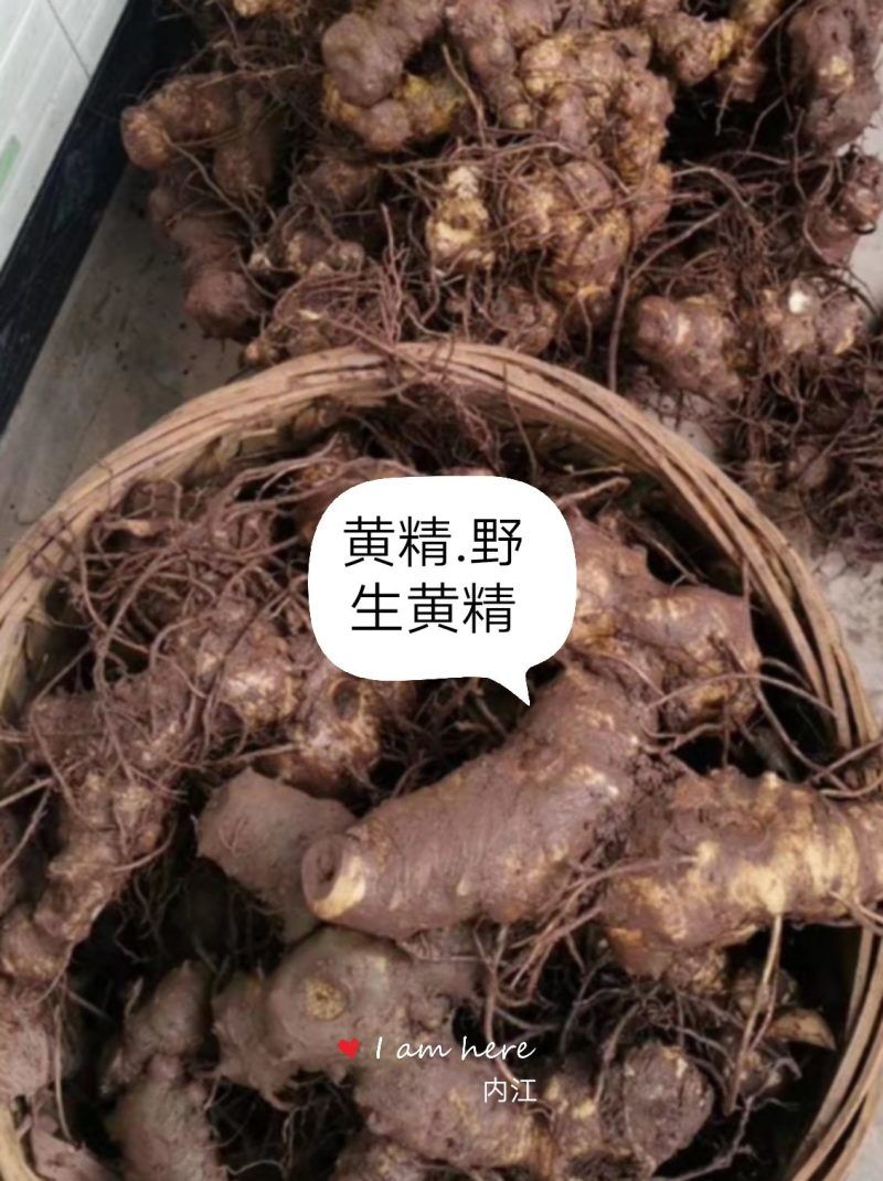 黄精鲜货姜形甜黄精大量有货甜黄精