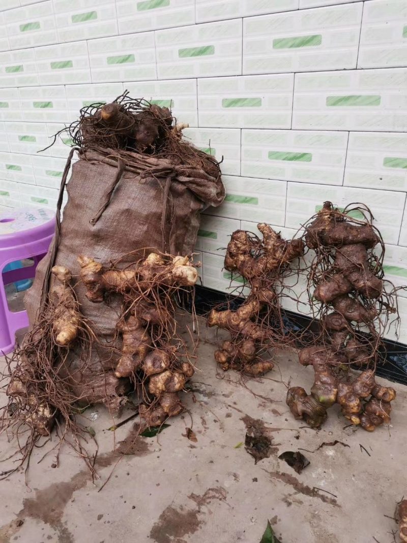 黄精鲜货姜形甜黄精大量有货甜黄精