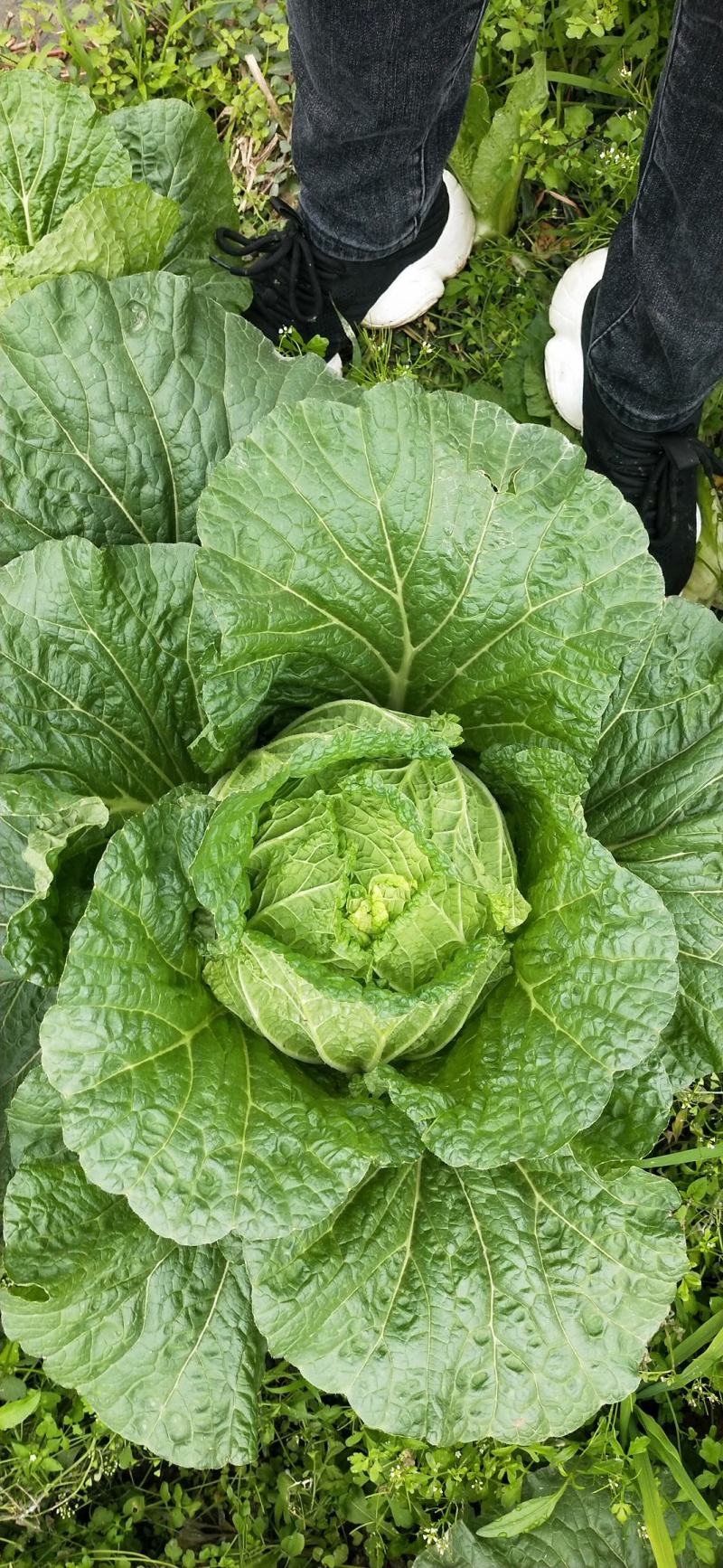 145大白菜好货个大需要联系我