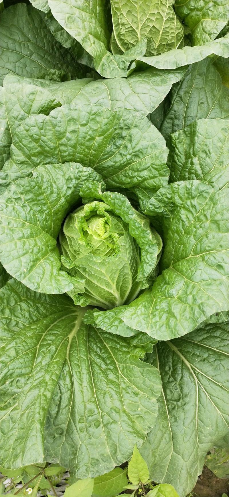 145大白菜好货个大需要联系我