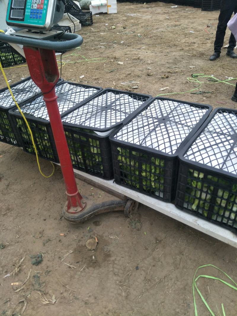 砀山精品儿菜大量上市了