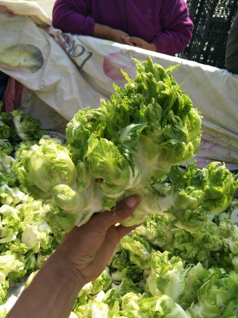 砀山精品儿菜大量上市了