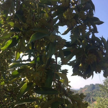 优质嫁接八角树杯苗木王种