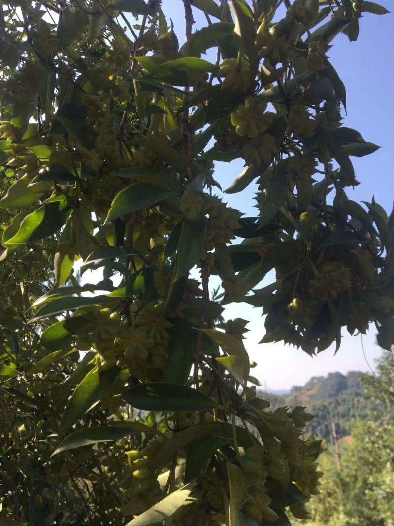 优质嫁接八角树杯苗木王种