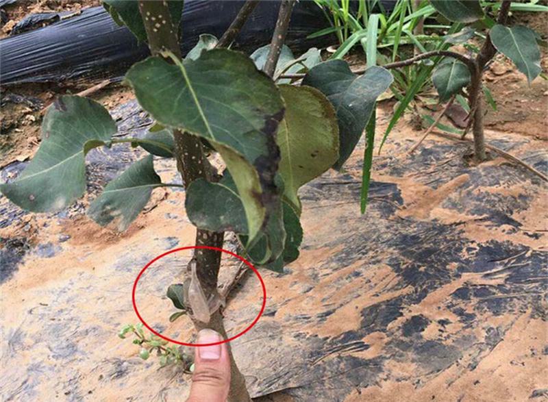 南果梨苗嫁接操作示意图