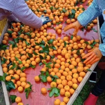 广西沙糖桔砂糖橘百家果全红35--55大量上市