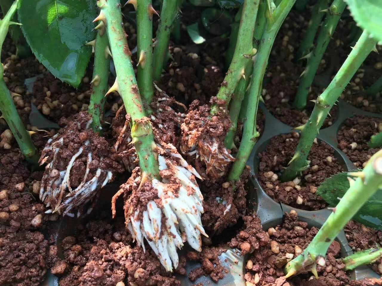 藤本月季根系修剪前后对比图