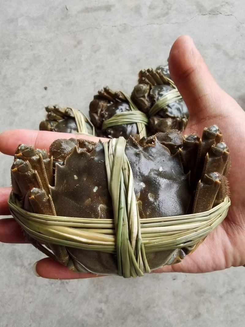 白洋淀精品大闸蟹（塘口直发）