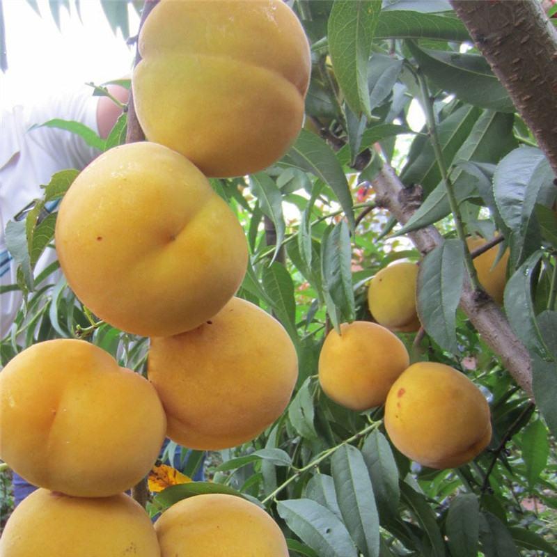 新品种黄金蜜0号桃树苗早熟黄桃品种现挖现卖