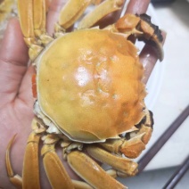 白洋淀精品河蟹（塘口直发）
