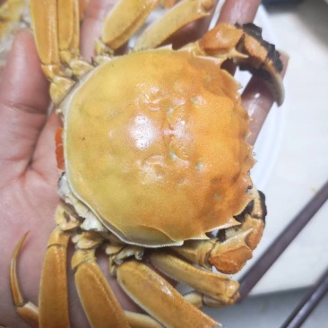白洋淀精品河蟹（塘口直发）