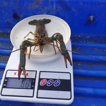 自养澳洲淡水龙虾出售