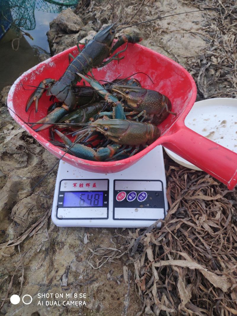 自养澳洲淡水龙虾出售