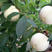 嫁接白桃树苗新品种白如玉桃树苗白如雪桃树苗留树时间长特耐