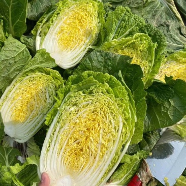 新野县黄心大白菜，精品4-6斤一手货源，基地货源充足