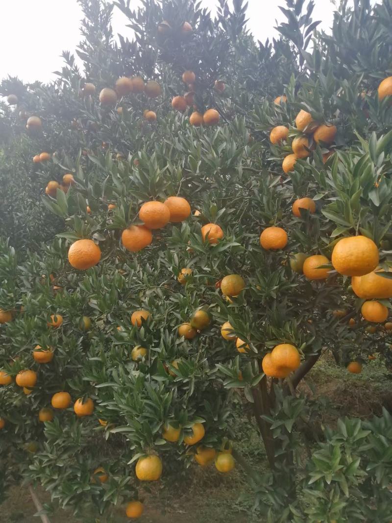 椪柑大量上市彦色味道甜