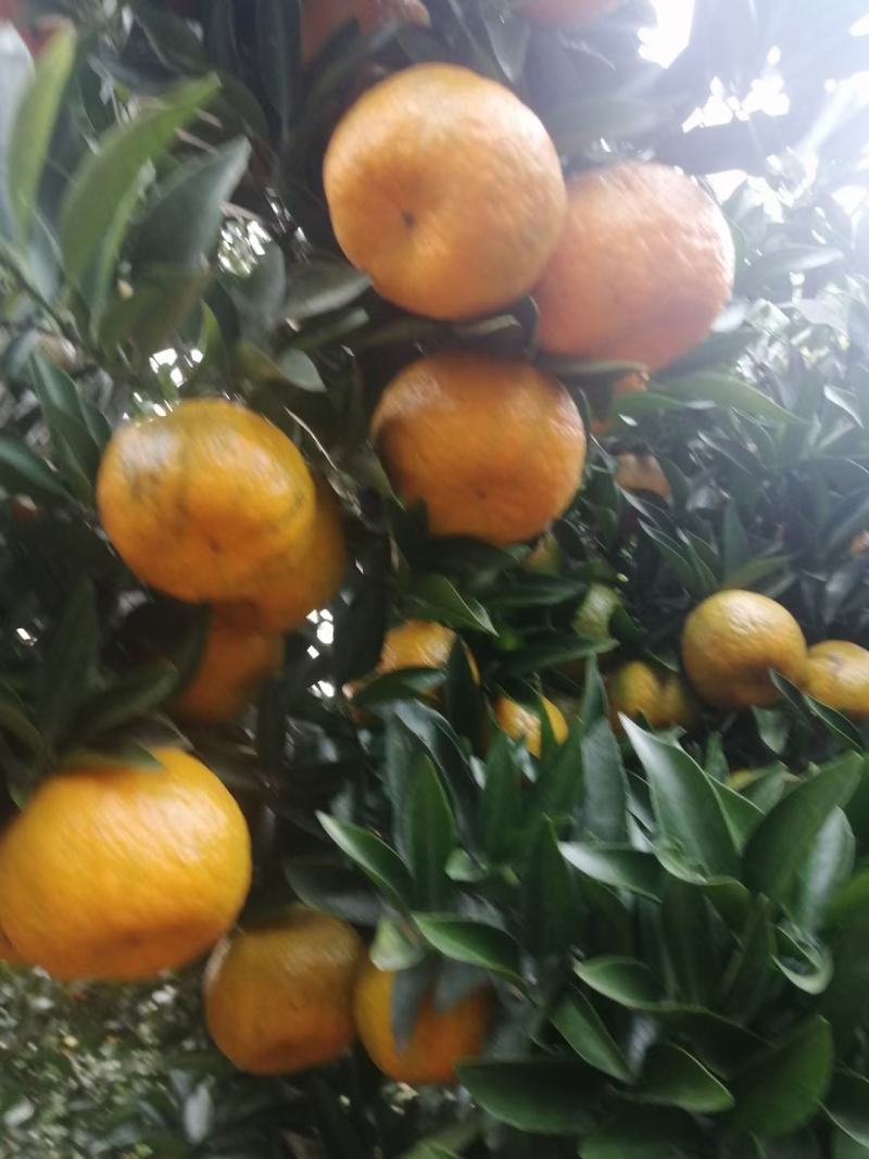 椪柑大量上市彦色味道甜