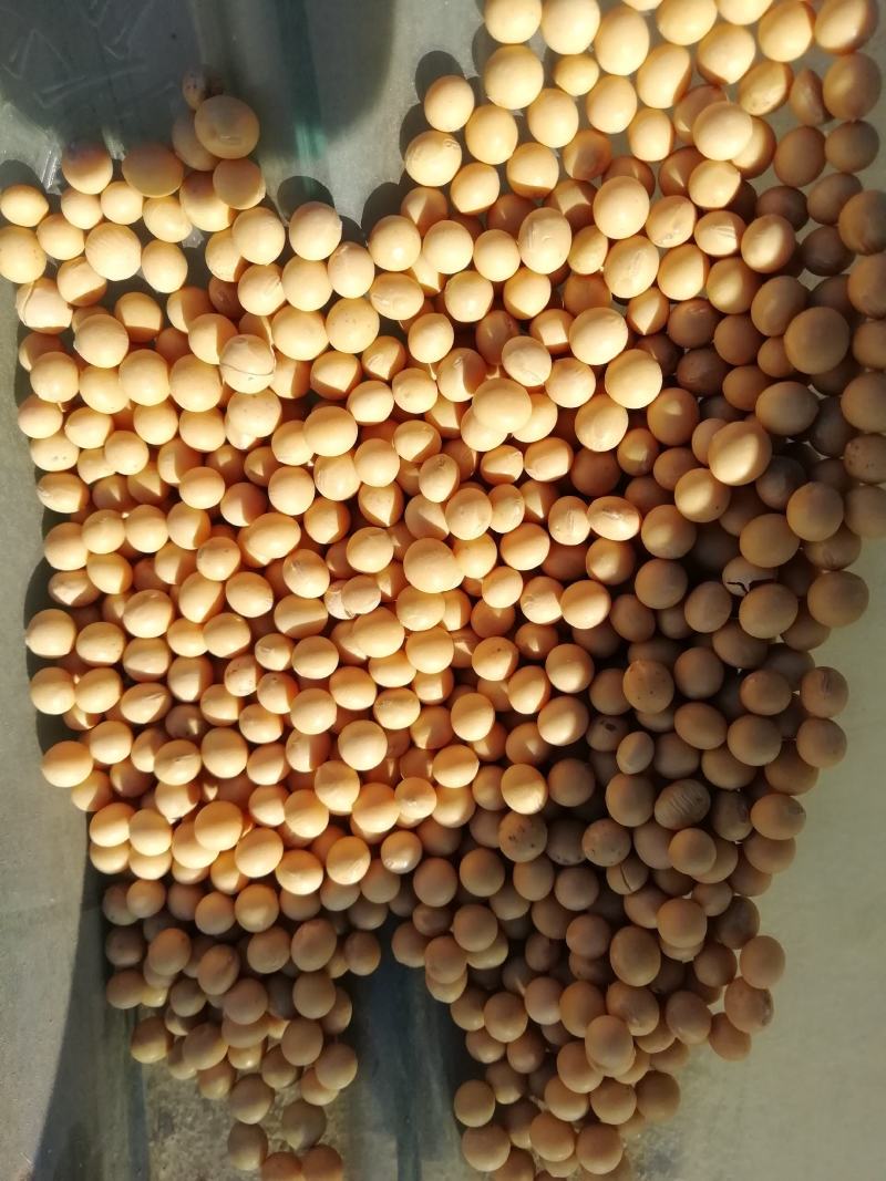 黑龙江塔选高蛋白优质大豆