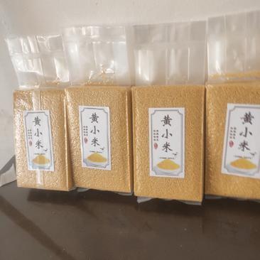 新小米，8311，黄金苗，晋谷21，店商批发供货代发，
