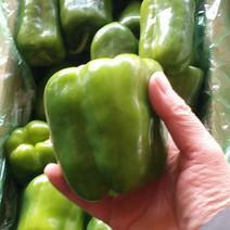 黄皮青椒7cm以上，颜色青绿，形状好看，四季有货