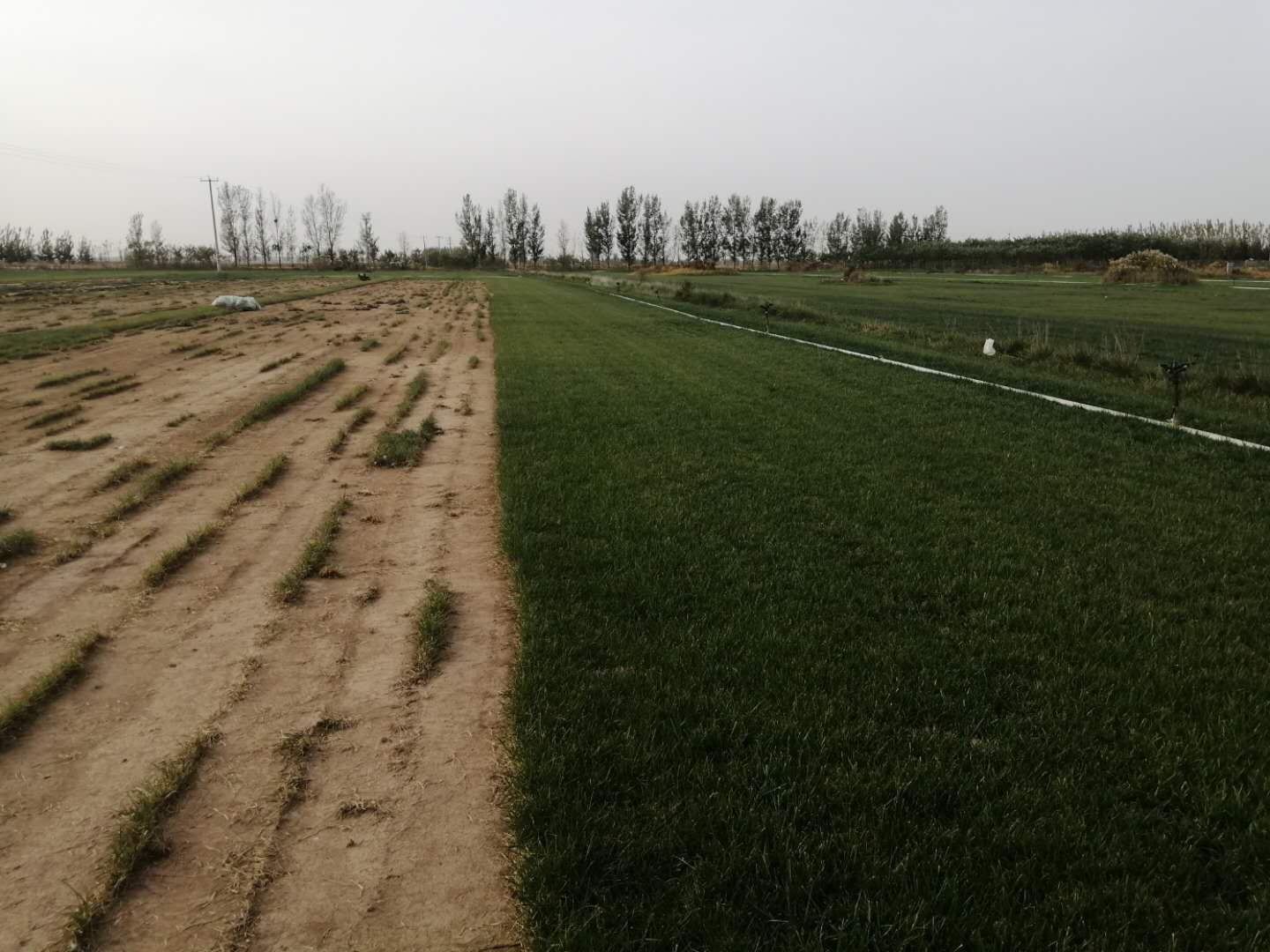 图表展示草铵膦与草甘膦在环境残留、毒性、对作物影响等方面的对比数据 草铵膦与草甘膦安全性对比图