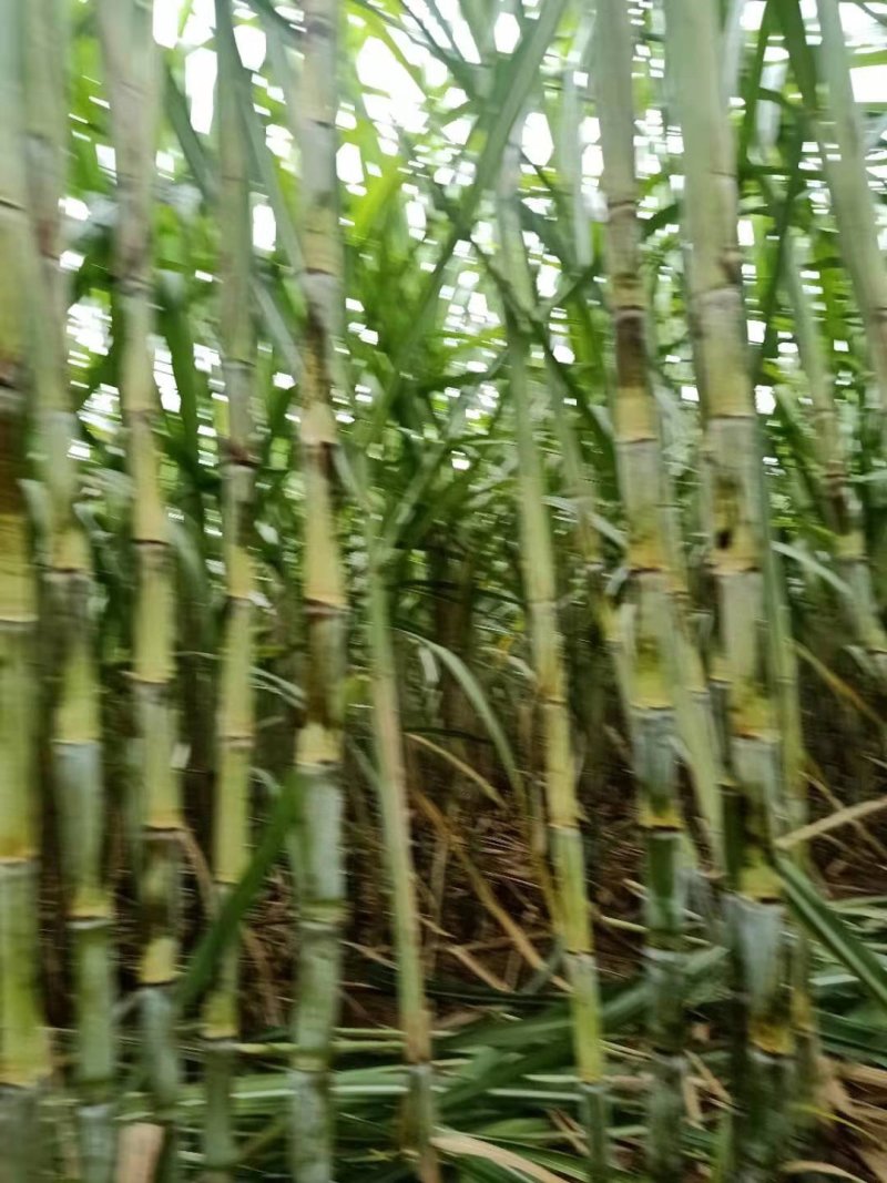 柑桔口感好粗细均匀甜度高