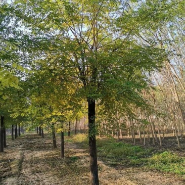 刺槐，平头刺槐，刺槐基地，原生刺槐