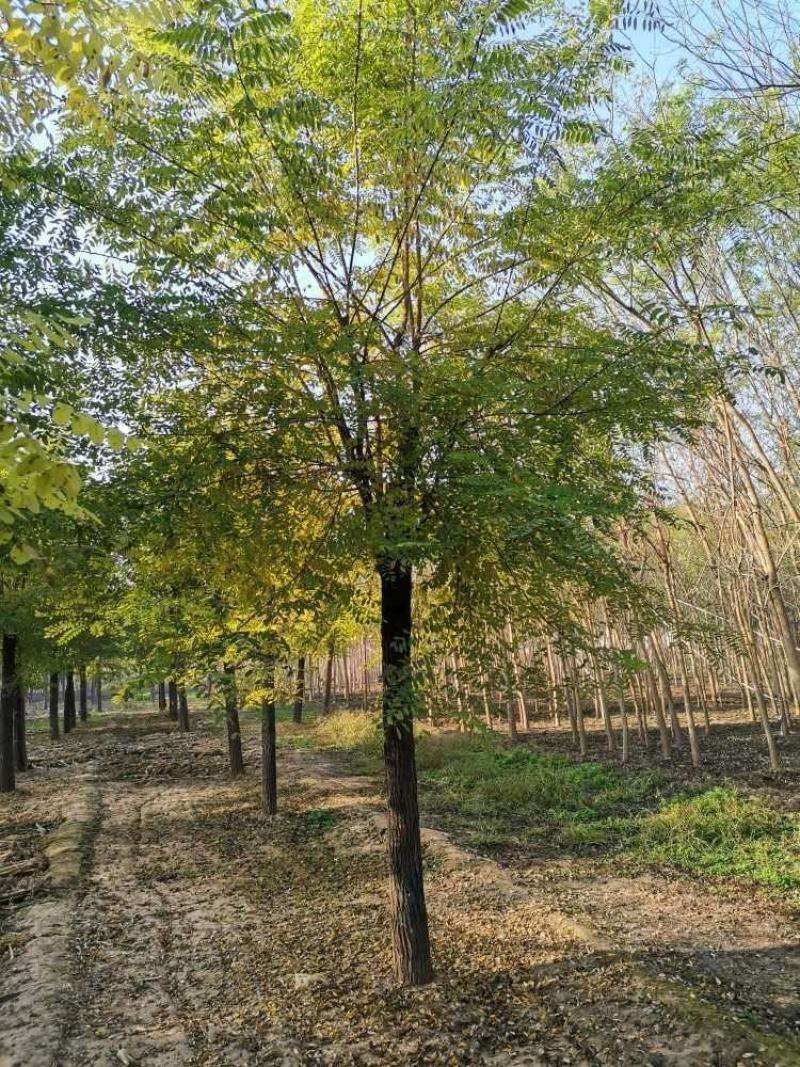 刺槐，平头刺槐，刺槐基地，原生刺槐