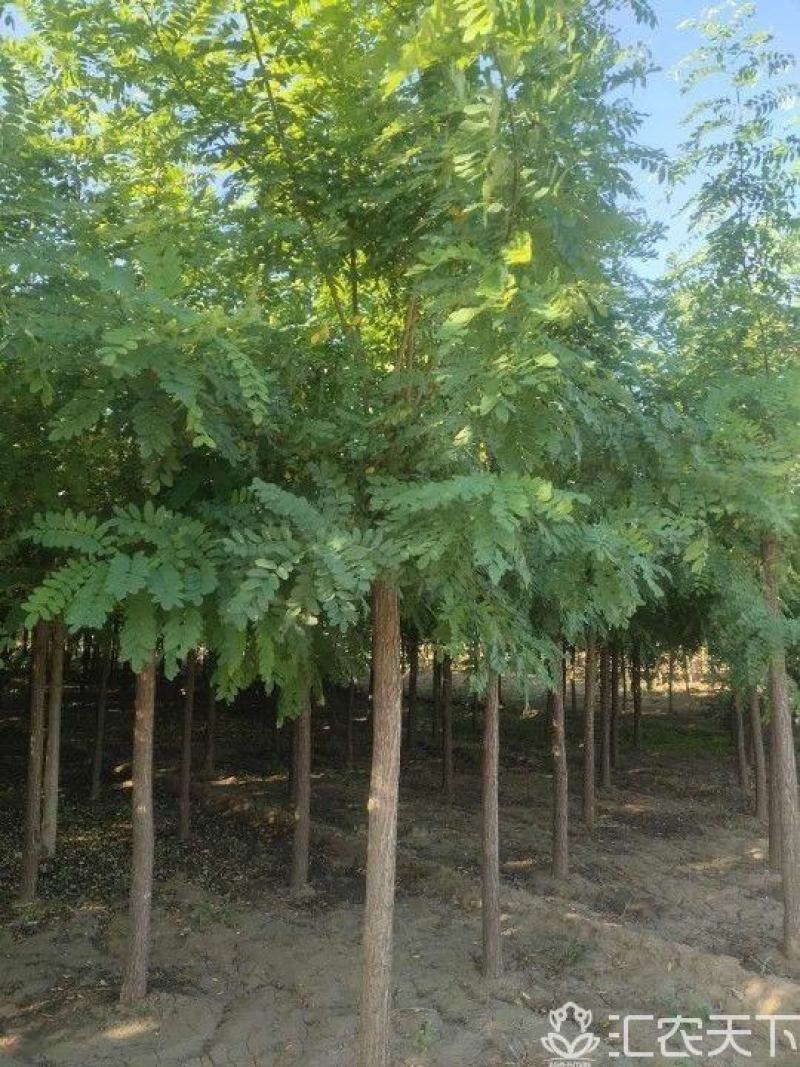 刺槐，平头刺槐，刺槐基地，原生刺槐