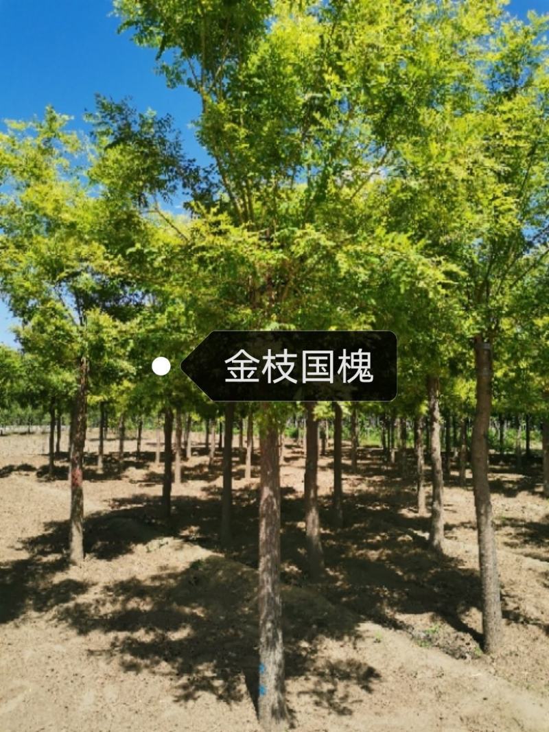 金枝国槐，高杆金枝槐，矮杆金枝槐
