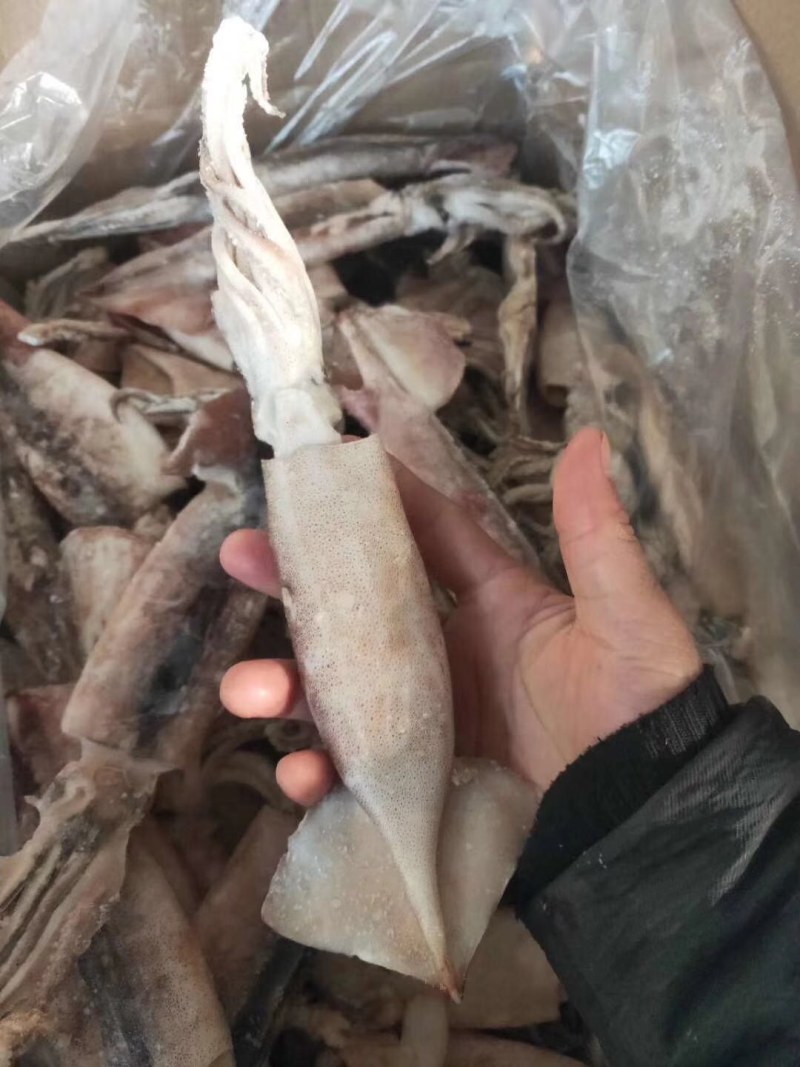 大鱿鱼冰鲜海鲜水产烧烤食材生鲜鱿鱼冷冻枪乌贼鲜活整只新鲜