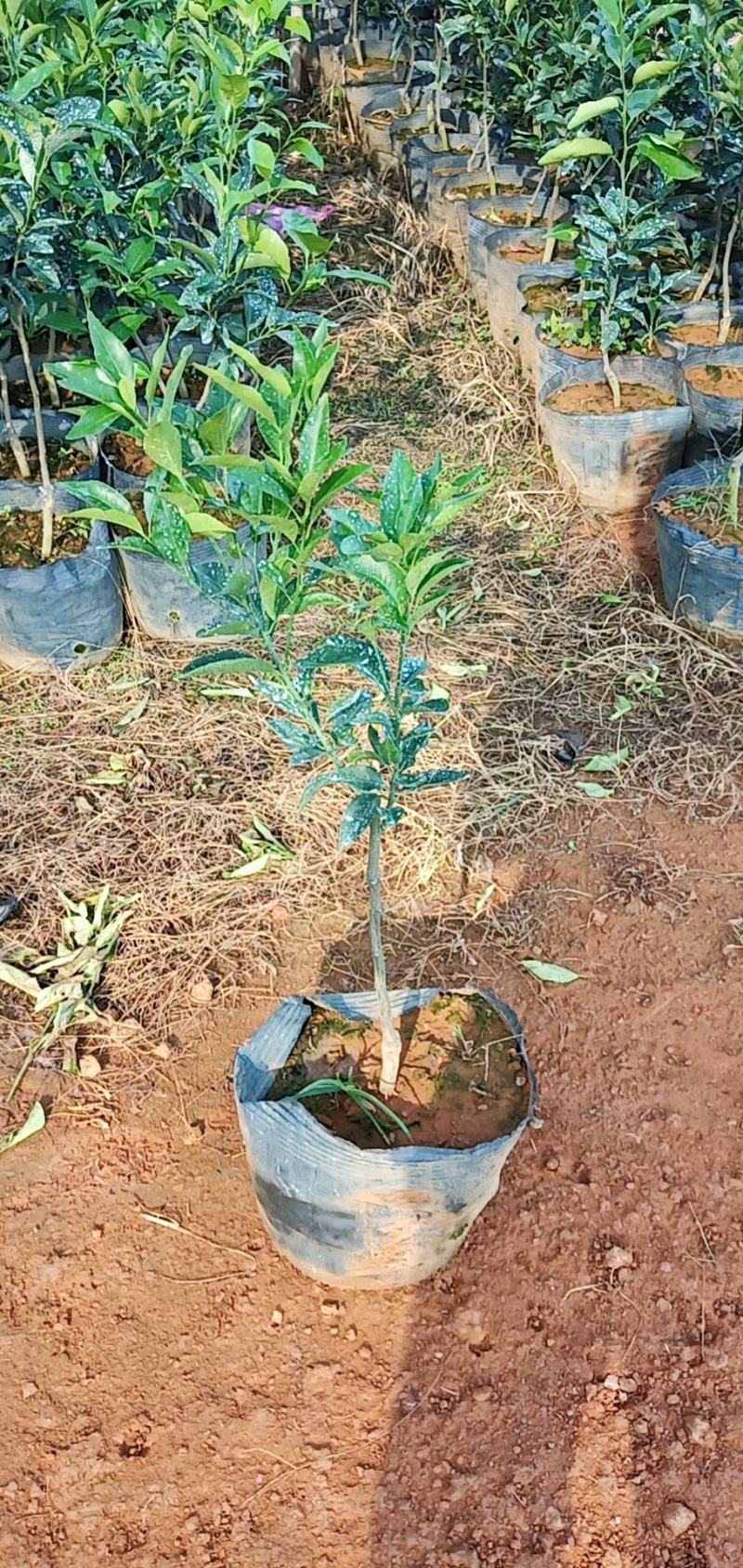 【推荐】精品大叶纸壳头沃柑大杯苗基地直发欢迎选购！
