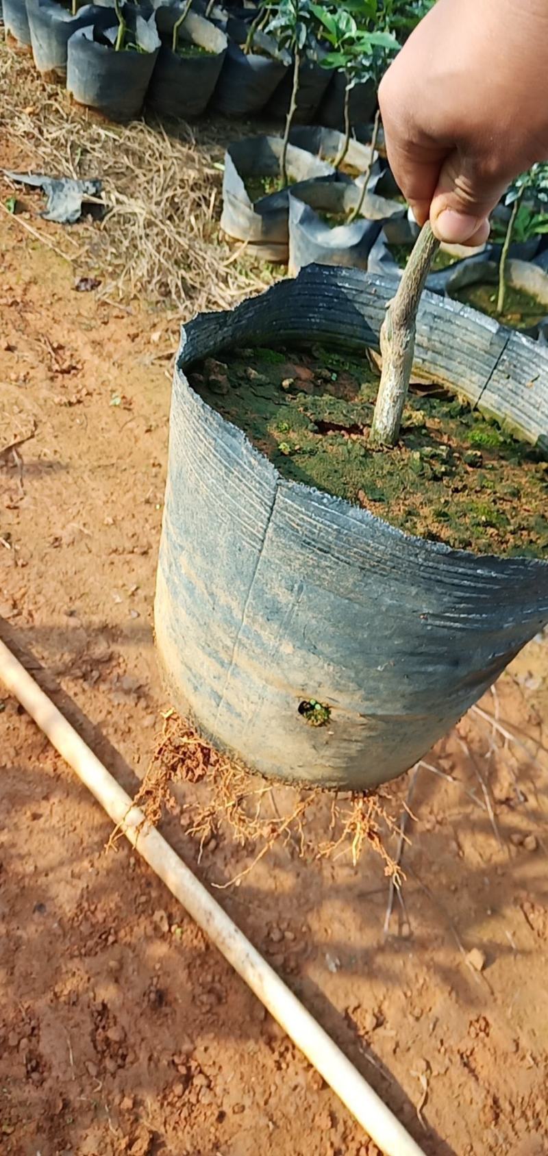 【推荐】精品大叶纸壳头沃柑大杯苗基地直发欢迎选购！
