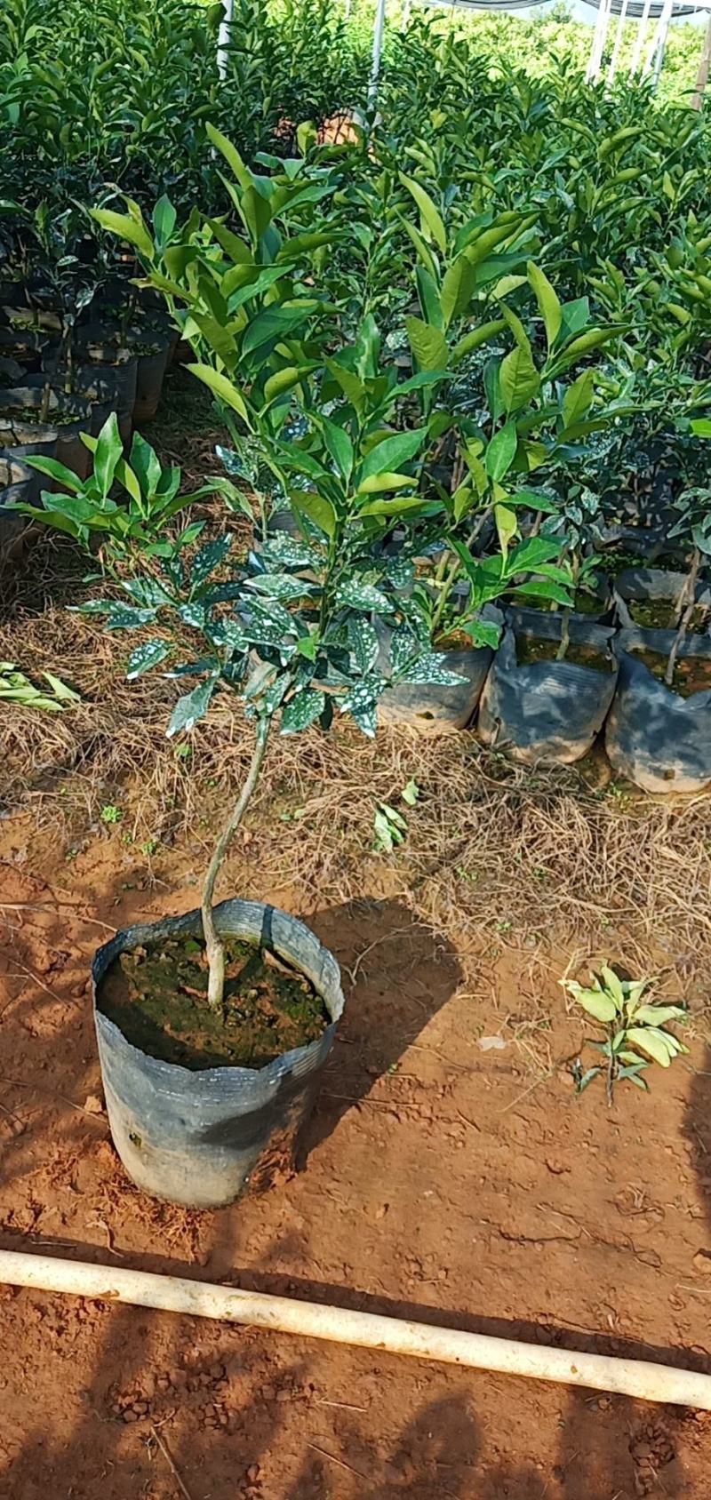 【推荐】精品大叶纸壳头沃柑大杯苗基地直发欢迎选购！