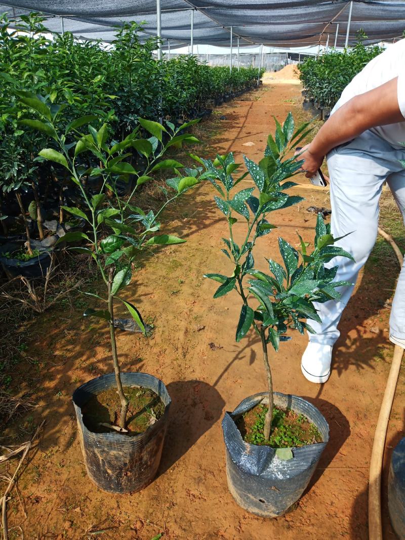 【推荐】精品大叶纸壳头沃柑大杯苗基地直发欢迎选购！